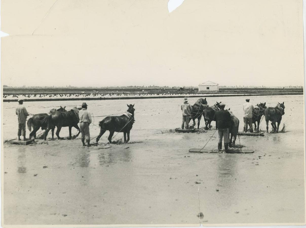 1. La Albufera de Valencia (Comunidad Valenciana), 1933. El cultivo del arroz. Preparación de las tierras inundadas para la plantación del arroz