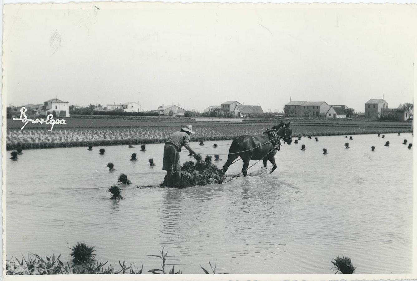 4. La Albufera de Valencia (Comunidad Valenciana), mayo de 1965. El cultivo del arroz. Debidamente preparado el terreno arrocero, mediante el «fangueo» , se procede a distribuir sobre él las gavillas de plantel