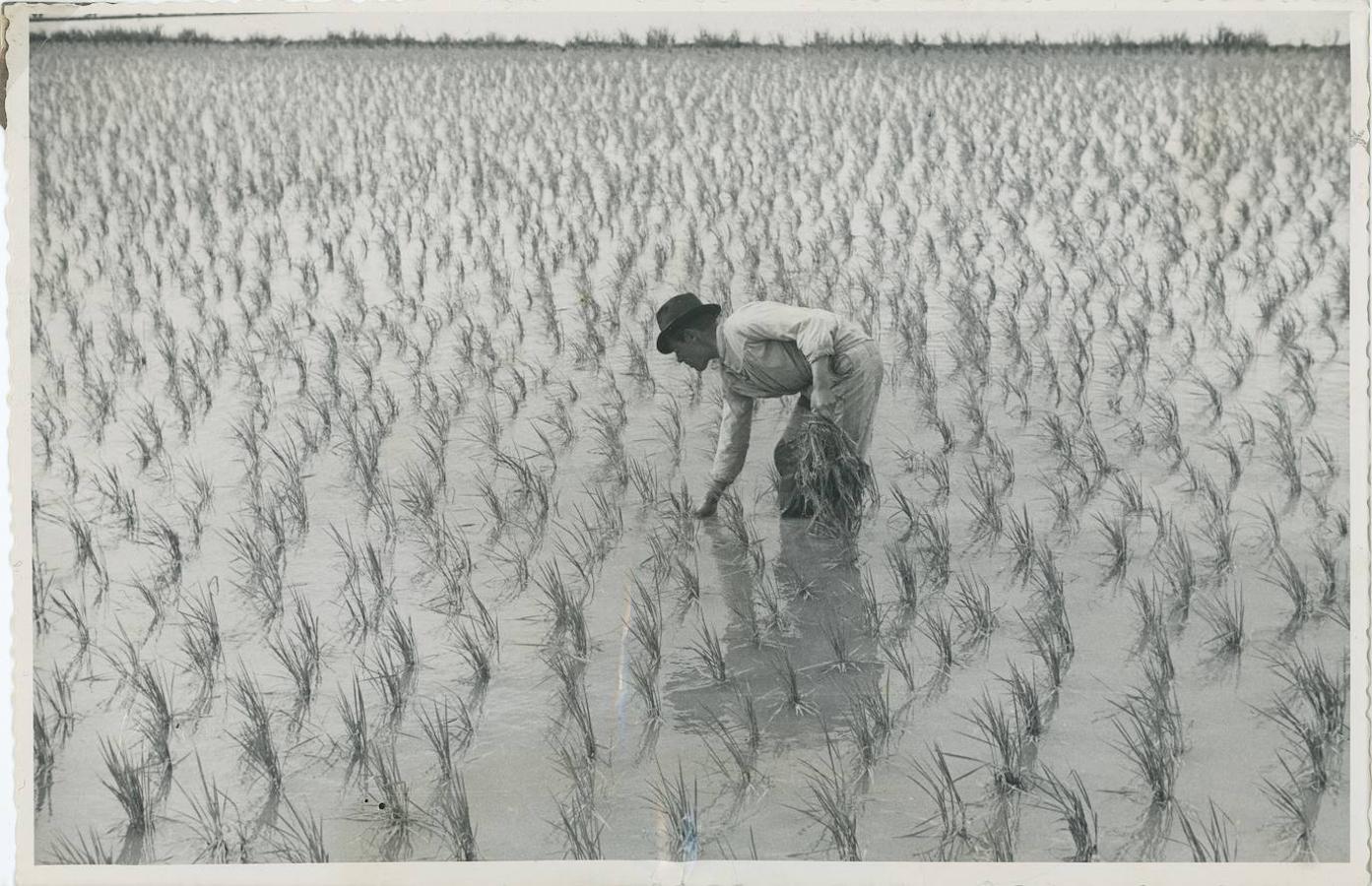 7. Replantado manual de arroz en un campo de La Albufera, en los años 60 del siglo pasado