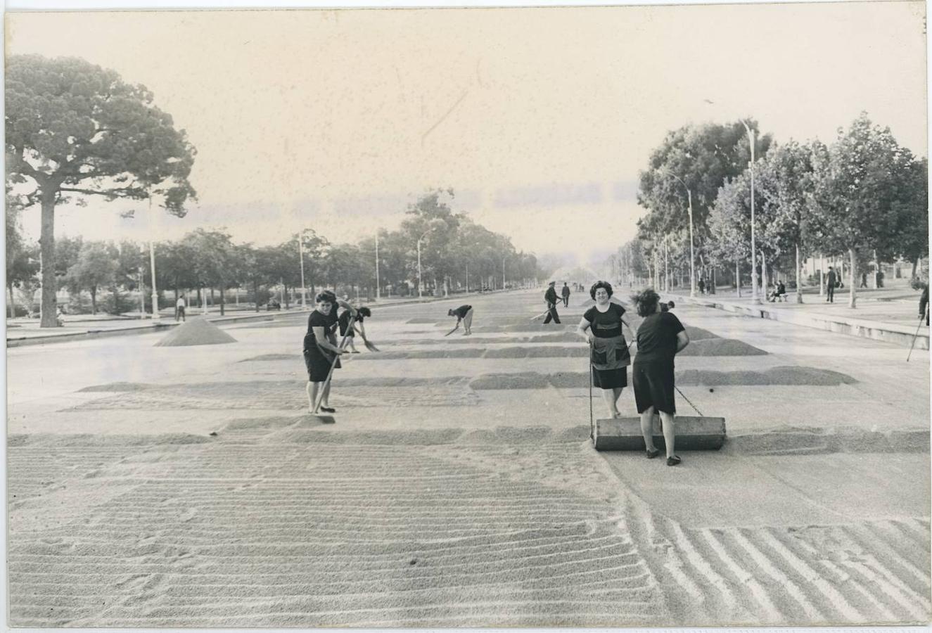 9. Valencia, 20/09/1963. Secaderos de arroz en los paseos. «Las torrenciales y repetidas lluvias han estado a punto de arrasar la cosecha arrocera valenciana. Por resolución del alcalde se han cedido los paseos de la capital como secaderos de urgencia», reza el pie de foto de esta curiosa imagen publicada por ABC en aquella fecha