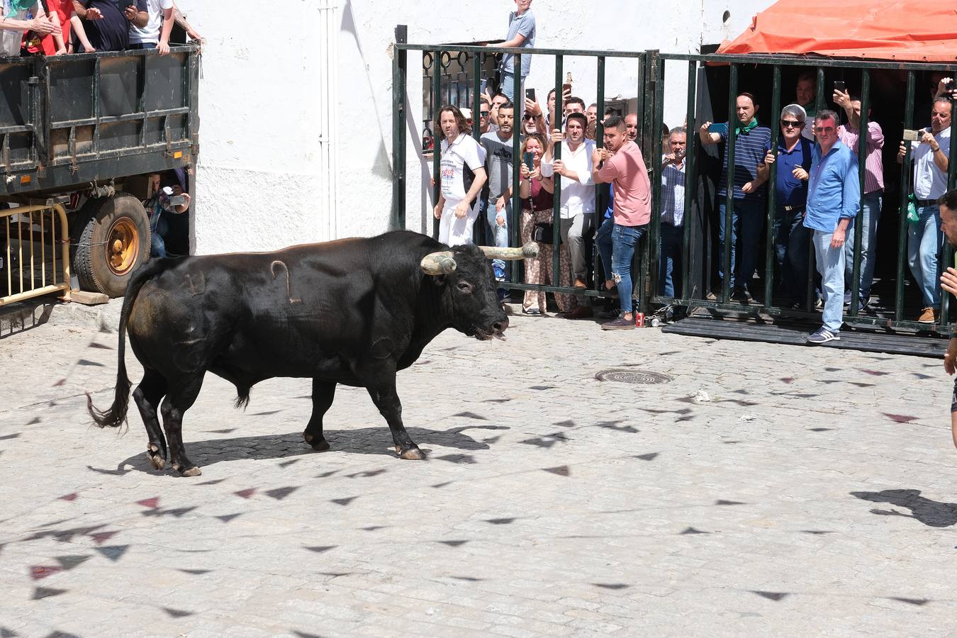 Fotos: Así ha sido la fiesta del Toro Embolao en Vejer