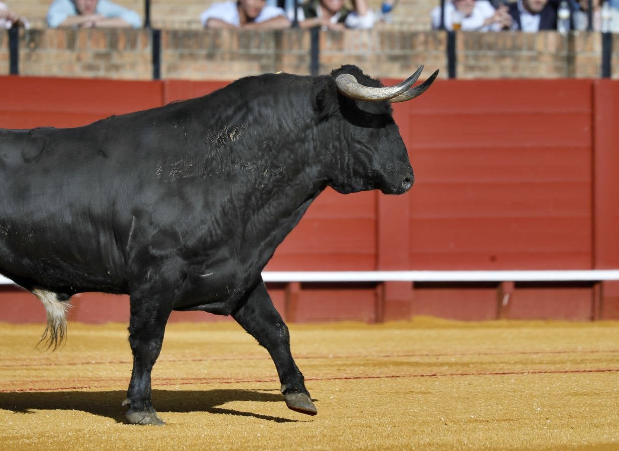 Corrida de toros de El Fandi, Perera y Luque en la plaza de toros de Sevilla en 2022. J.M. SERRANO