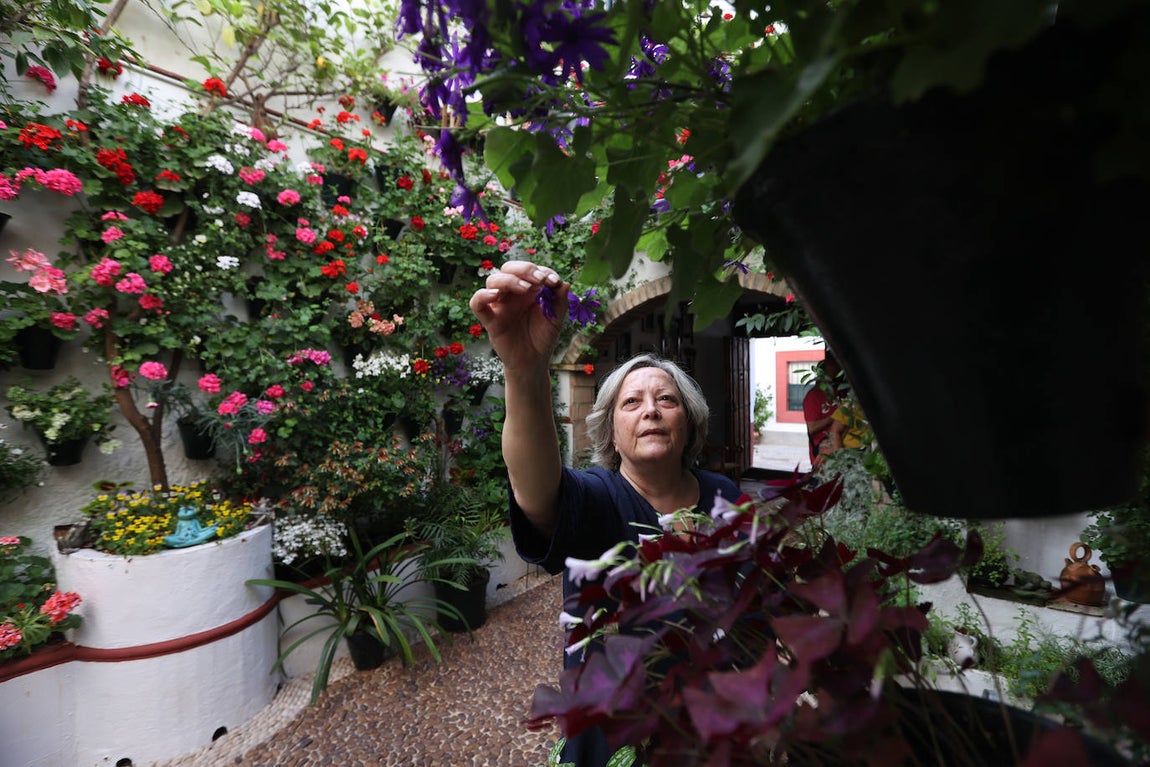 Los preparativos de los Patios de Córdoba, en imágenes