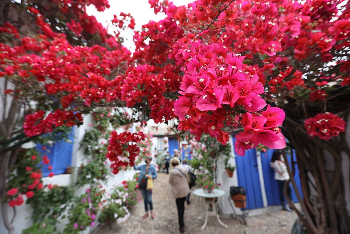 Patios de Córdoba 2022 | La ruta de Santa Marina y San Agustín, en imágenes
