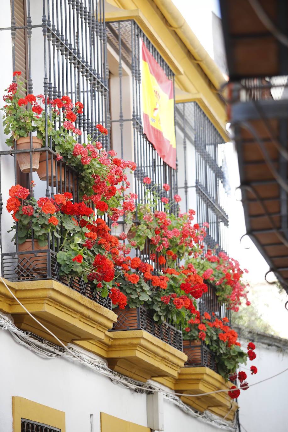 Patios de Córdoba 2022 | El concurso de Rejas y Balcones, en imágenes