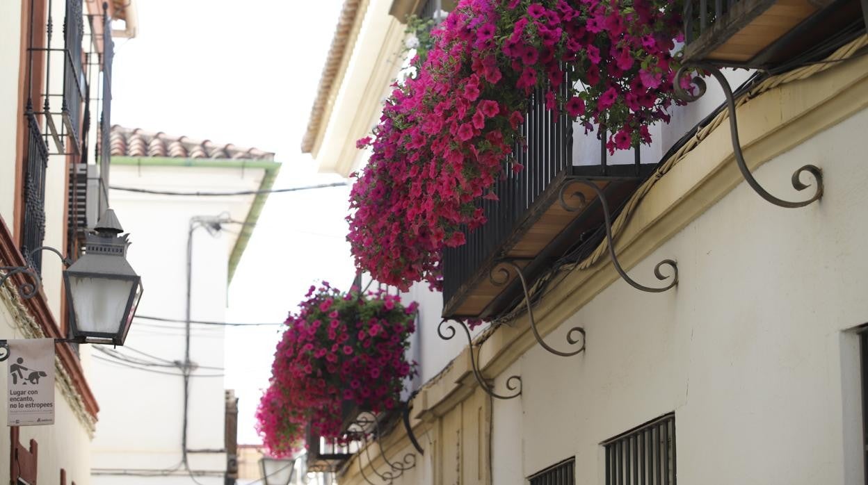 Patios de Córdoba 2022 | El concurso de Rejas y Balcones, en imágenes