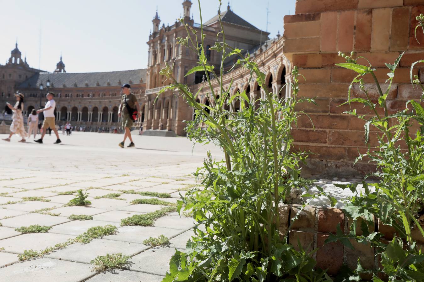 La maleza abunda en las principales zonas turísticas de la ciudad. RAÚL DOBLADO