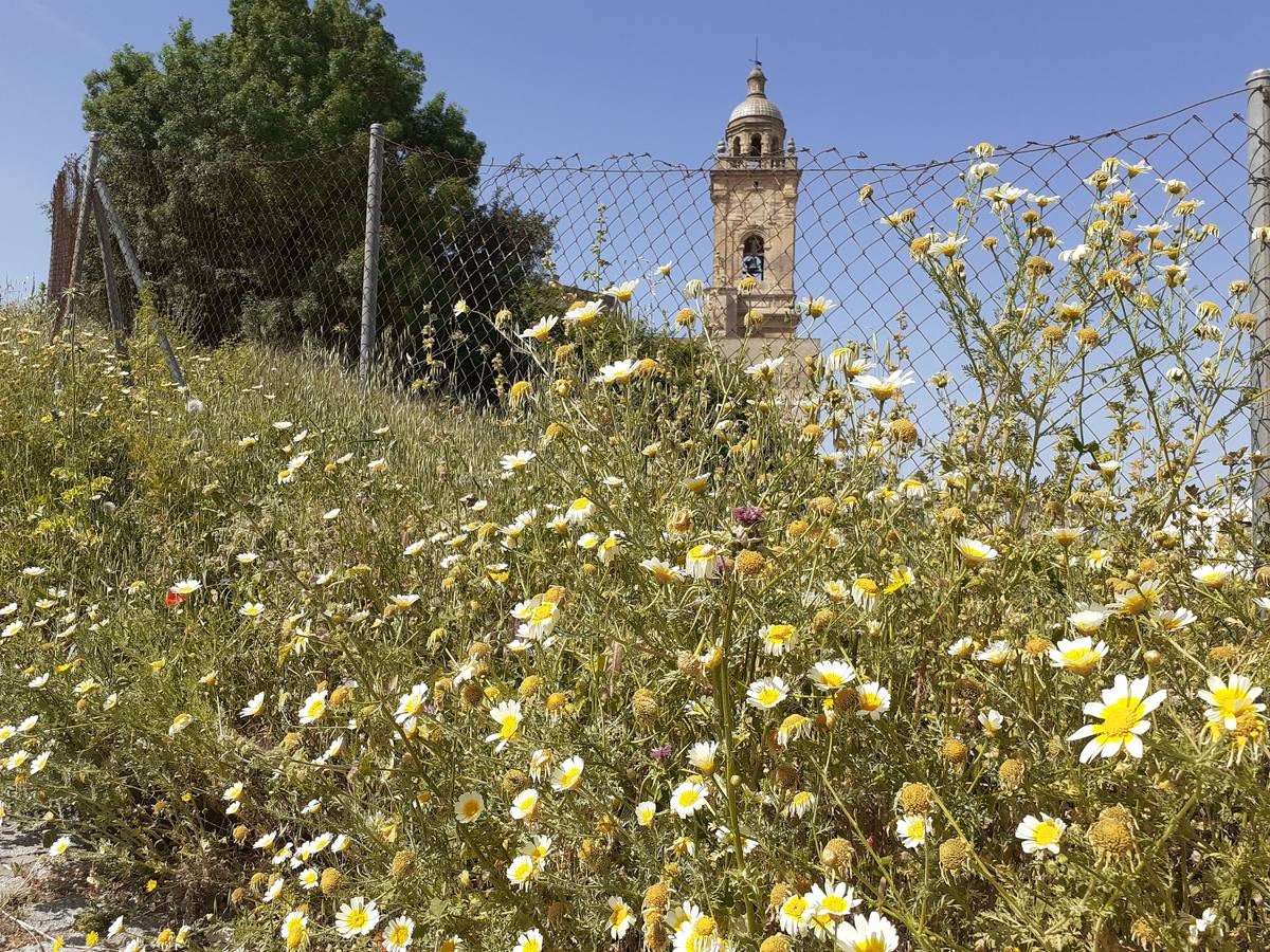 Fotos: Medina Sidonia, en imágenes