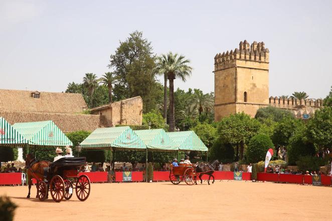 La VIII Exhibición de Carruajes de Tradición de Córdoba, en imágenes