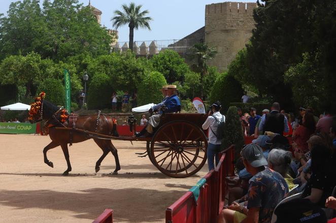 La VIII Exhibición de Carruajes de Tradición de Córdoba, en imágenes