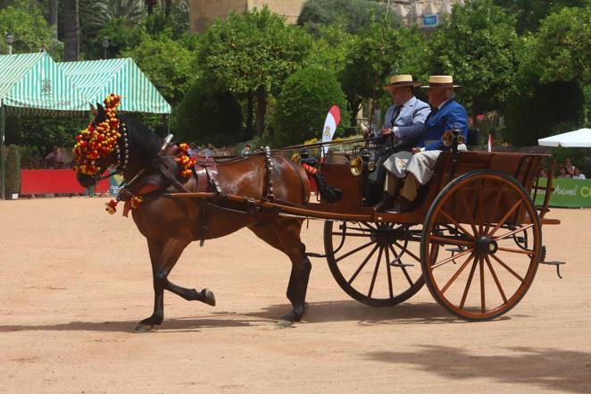 La VIII Exhibición de Carruajes de Tradición de Córdoba, en imágenes