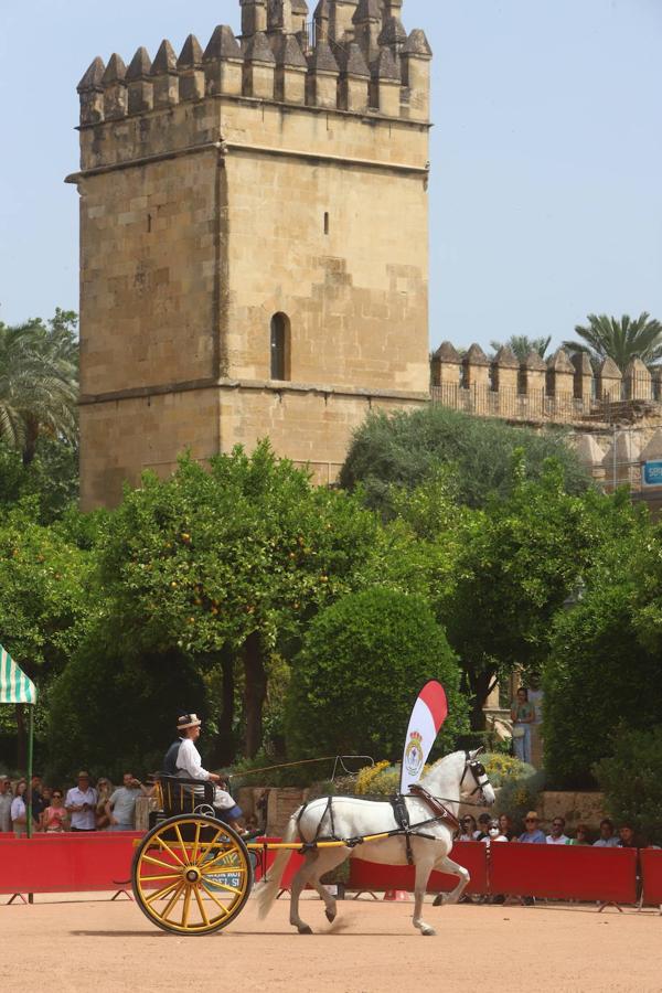 La VIII Exhibición de Carruajes de Tradición de Córdoba, en imágenes