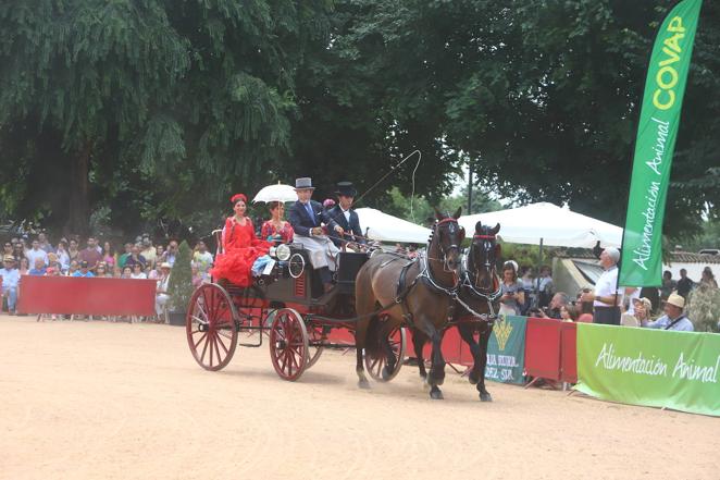 La VIII Exhibición de Carruajes de Tradición de Córdoba, en imágenes