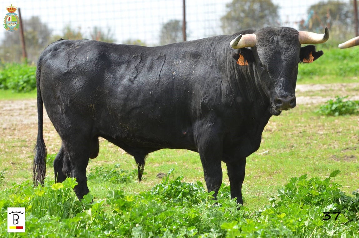 Así son los novillos que serán lidiados en la fase clasificatoria del VIII Certamen Alfarero de Plata 2022