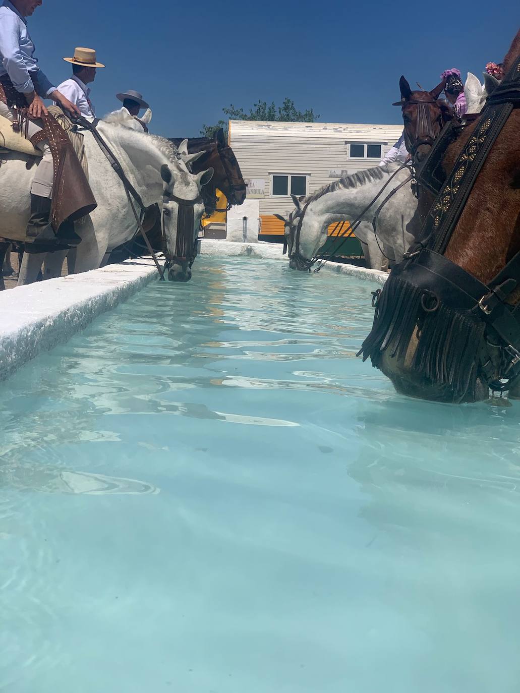 Rocío 2022 | El camino de la hermandad de Córdoba, en imágenes