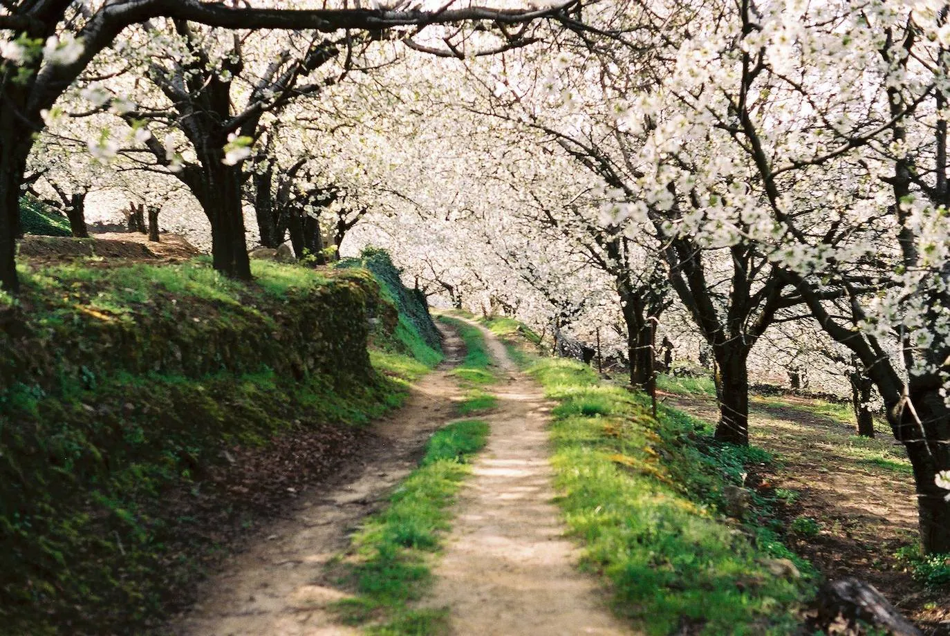 Camino entre cerezos en el Valle del Jerte