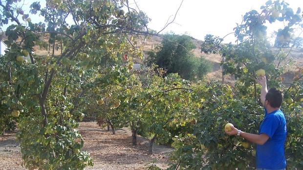 Un hombre recoge membrillos en la provincia de Córdoba