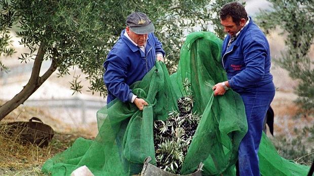 Jornaleros en la recogida de la aceituna