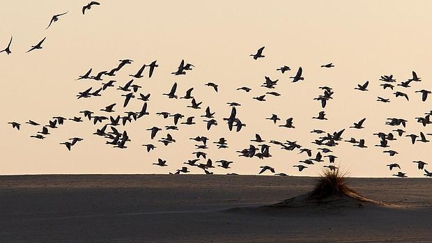 Vuelo de ánades sobre una zona dunar