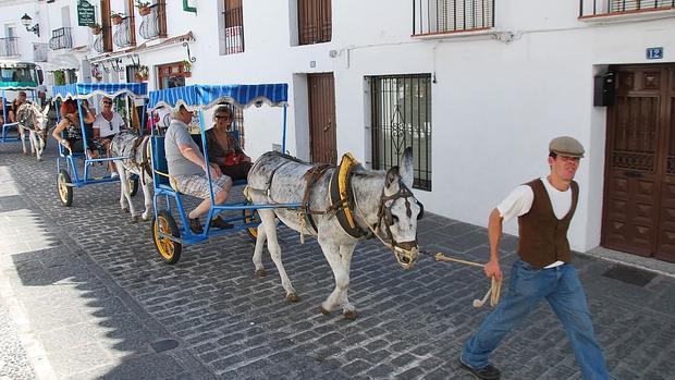 Imagen de los burritos en un paseo turístico