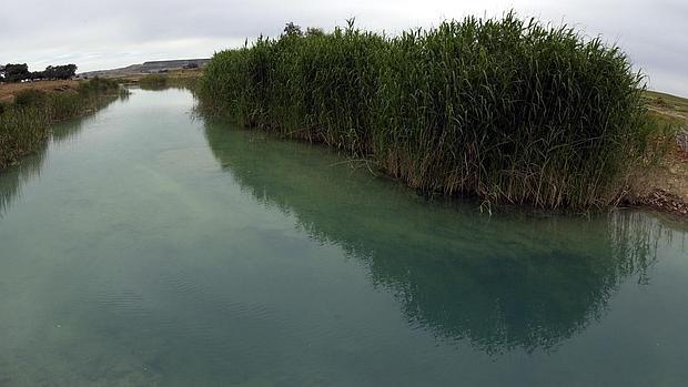 El Parque Nacional cicatriza la herida de la «catástrofe de Aznalcóllar»