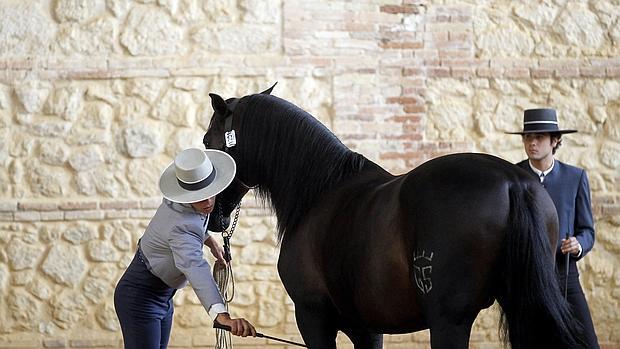 Preparativos en Cabalcor 2015