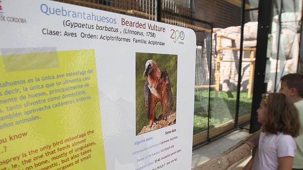 Llegada del quebrantahuesos al Zoológico de Córdoba