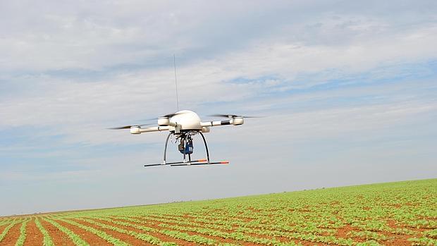 Un dron sobrevuela un cultivo