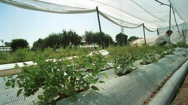 Imagen de un cultivo de invernadero en Córdoba