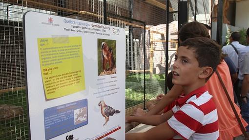 La jaula del quebrantahuesos en el Zoo