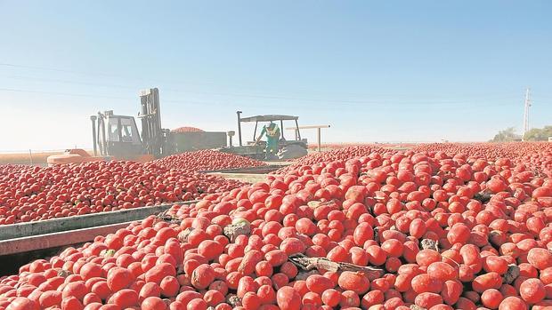 El tomate es uno de los productos hortofrutícolas más exportados