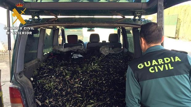 Un agente observa el maletero del coche repleto de aceitunas