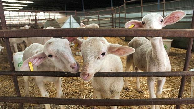 Borregos de una ganadería ovina de Los Pedroches