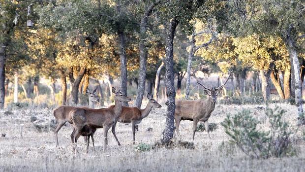 Piezas de caza mayor en un paraje de la sierra