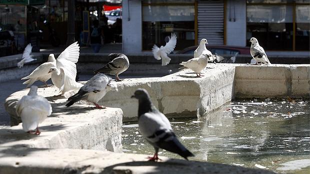 Palomas en una fuente pública