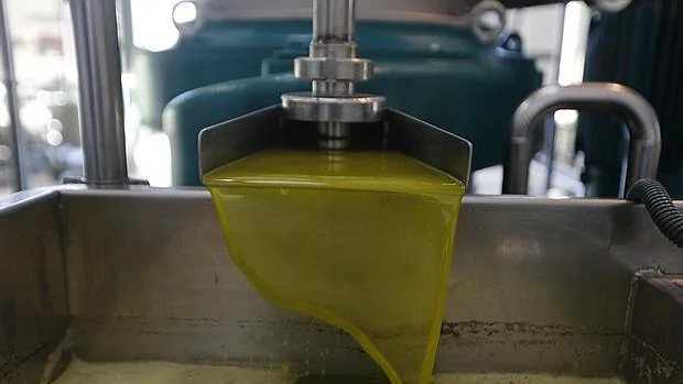 Aceite de oliva virgen extra en una cooperativa cordobesa