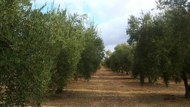 La lluvia de los últimos días ha sido muy beneficiosa para el olivar