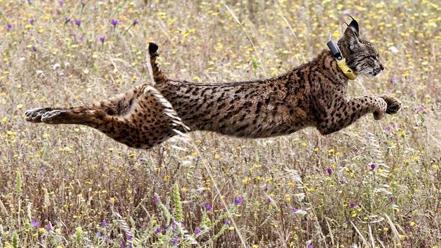 Un lince ibérico ha sido atropellado en la madrugada de este lunes en el entorno de Doñana