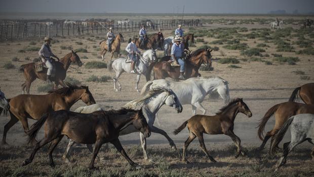 El alcalde de Hinojos asegura que la Saca de las Yeguas no corre ningún peligro