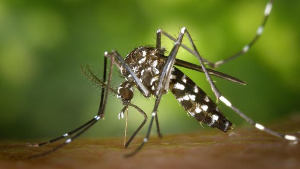 Un mosquito tigre en plena faena