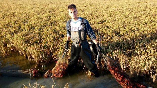 Un pescador porta las redes cargadas de cangrejos rojos en las marismas de Isla Mayor