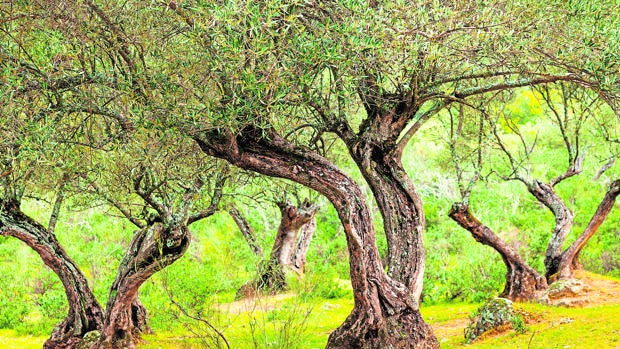 Olivar de sierra, también denominado ecológico