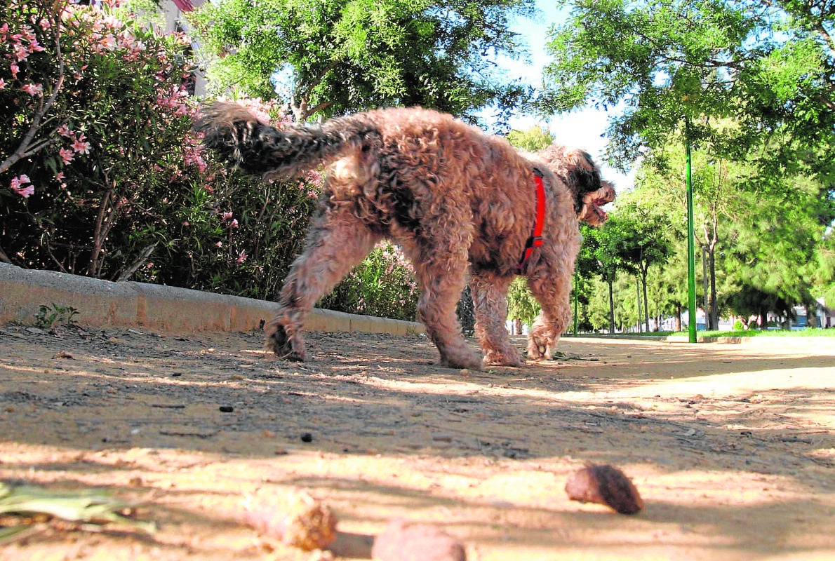 Una mascota se pasea por un parque del Centro de Córdoba junto a unos desechos orgánicos