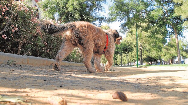 Una mascota se pasea por un parque del Centro de Córdoba junto a unos desechos orgánicos