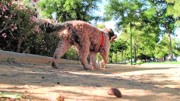 Tolerancia cero con la deposición canina en Córdoba
