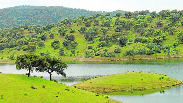 Embalse para el ganado en plena dehesa