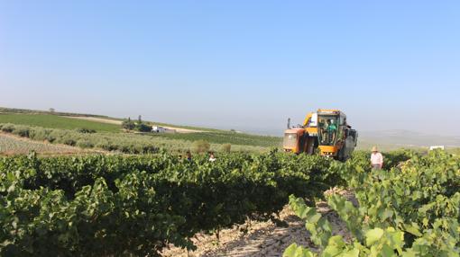 Arranca la vendimia en la sierra de Montilla