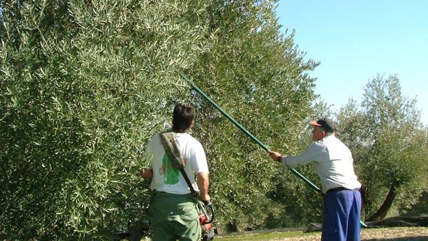 Recogida de olivar en la provincia cordobesa