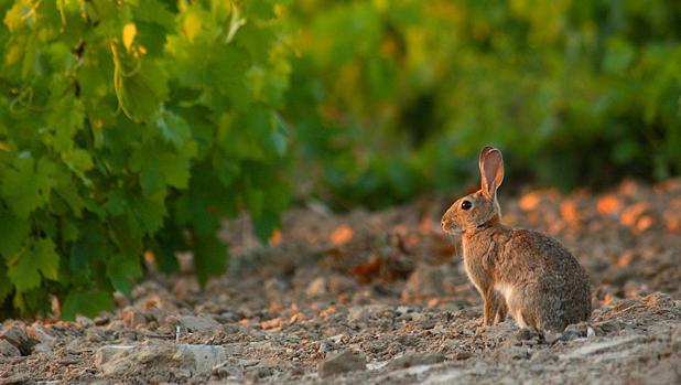 Los ecologistas cargan contra el permiso para cazar conejos