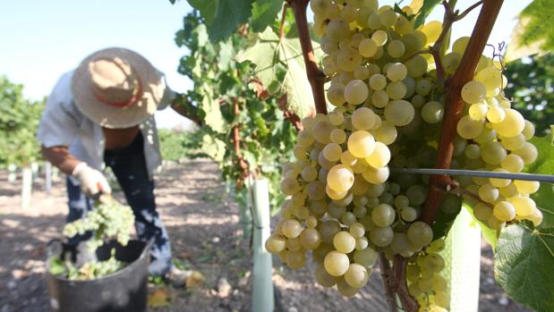 Un trabajador recogiendo uva en Montilla